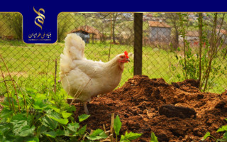 طراحی سامانه جذب آمونیاک کود مرغ