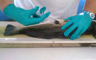 برگزاری کارگاه آموزشی روش‌های آزمایشگاهی سنجش کیفیت آبزیان