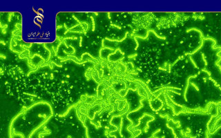 به‌ کارگیری سیانوباکتری‌ها در تولید گیاهان دارویی با کیفیت