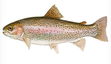 رفع مخاطرات پرورش ماهی قزل‌آلای رنگین‌کمانی