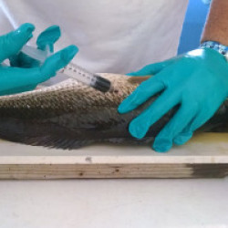 برگزاری کارگاه آموزشی روش‌های آزمایشگاهی سنجش کیفیت آبزیان