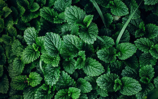 نعناع و خواص دارویی آن، دلیلی برای تحقیق پژوهشگران