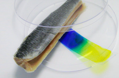 دانشگاه صنعتی اصفهان: تشخیص تازگی ماهی با هیدروژل نانویی