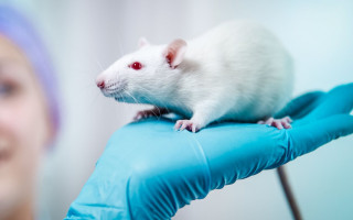 آشنایی دانشگاهیان و پژوهشگران با نحوه کار با حیوانات آزمایشگاهی