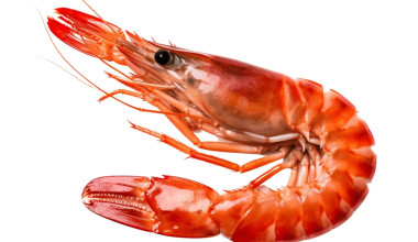 غنی‌سازی شیر طعم‌دار با عصاره لیپیدی میگو