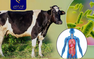 طراحی تست تشخیصی بیماری بروسلوز