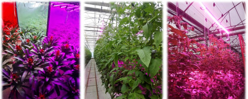 ارائه خدمات تخصصی آزمایشگاهی در حوزه کشت گیاهان