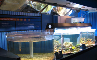 کشف گونه جدید از ماهیان خلیج فارس توسط پژوهشگران و متخصصان آزمایشگاهی کشور