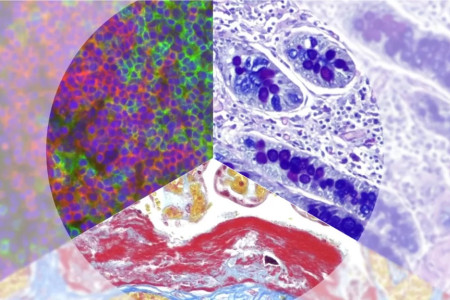 برگزاری دوره آموزشی «هیستولوژی و مطالعات جانوری آزمایشگاهی»