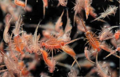 غنی‌سازی غذای زنده روتیفر و آرتمیا