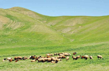 اصلاح نژاد دام‌ها - توسعه دامداری در ایران