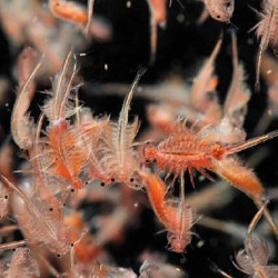 غنی‌سازی غذای زنده روتیفر و آرتمیا