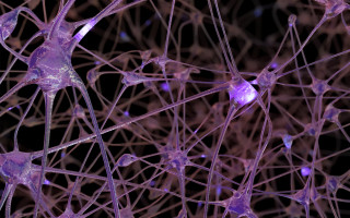 میزبانی دانشگاه مازندران از کارگاه تخصصی مهندسی بافت عصبی