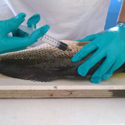 برگزاری کارگاه آموزشی روش‌های آزمایشگاهی سنجش کیفیت آبزیان