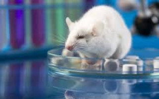 مطالعه و پژوهش‌های دقیق‌تر زیست‌فناوری و سلولی با ارائه خدمات آزمایشگاهی میکروپت