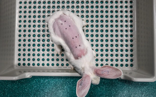 برگزاری کارگاه کار با حیوانات آزمایشگاهی مقدماتی