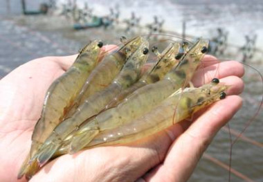 انتشار فراخوان ملی برای توسعه اقتصاد دانش‌بنیان در صنعت میگو