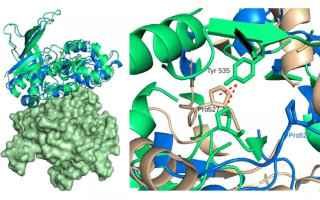 دانشگاه مازندران میزبان دوره تخصصی بیوانفورماتیک ساختاری شد.