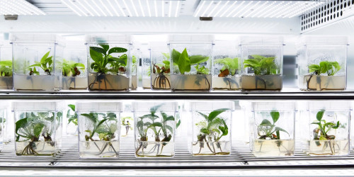 ارائه خدمات آنالیز و آموزش تخصصی در حوزه گیاهان دارویی و فرآورده‌های وابسته