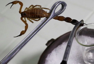 استفاده از مدل‌های هوشمند برای شناسایی ریسک گزندگی عقرب‌