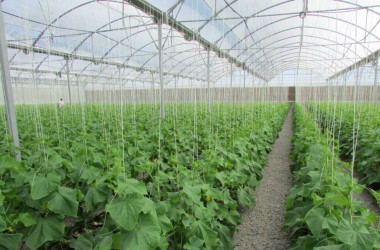 افزوده شدن اولویت‌های گلخانه و شیلات به فراخوان حمایت از رساله‌های دکتری و طرح‌های پسادکتری