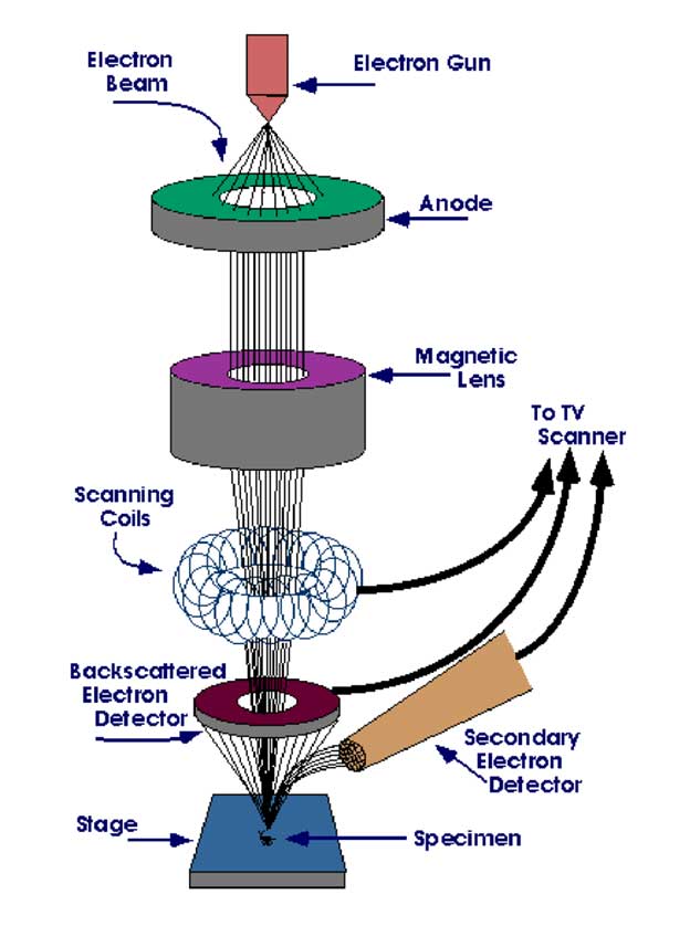 میکروسکوپ الکترونی روبشی گسیل میدانی (Field Emission Scanning Electron Microscope- FE-SEM)